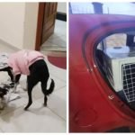 Cachorras morrem apos serem esquecidas por seis horas em carro de pet shop em Sao Jose