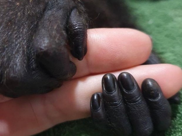 IMA resgata mais 1,7 mil animais silvestres terrestres entre primavera e verão