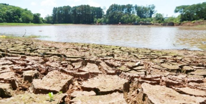 Ministra da Agricultura visitará Santa Catarina para avaliar os impactos da estiagem no meio rural