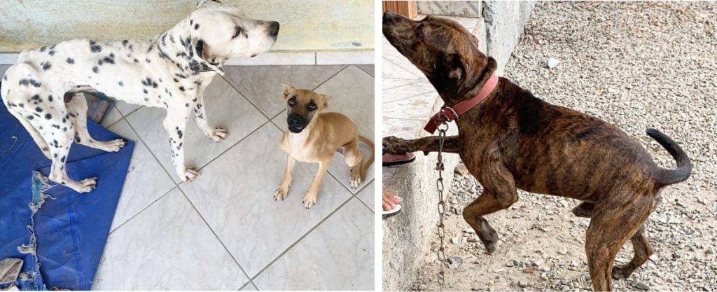 Caes resgatados em Brusque