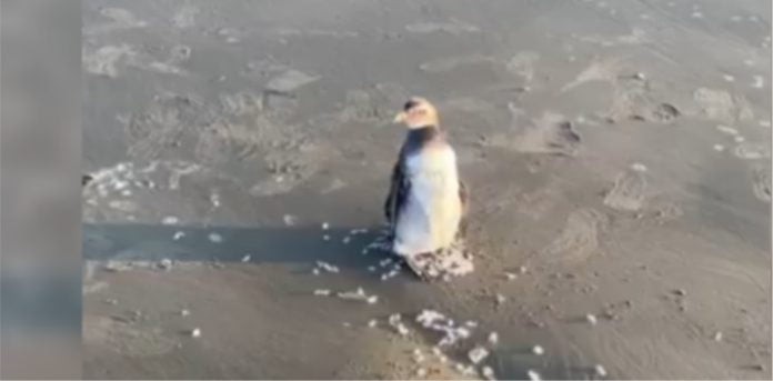Pinguins são flagrados em praias de SC antes da temporada