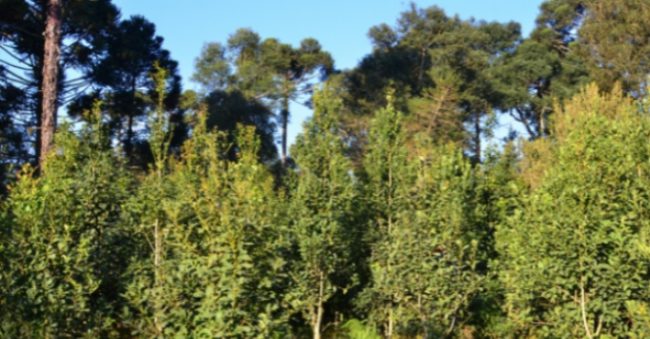 Erva-mate do Planalto Norte Catarinense é a sétima Indicação Geográfica de SC