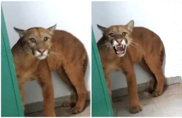 Onça-parda é encontrada em banheiro de escola e assusta alunos; VÍDEO