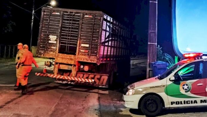 Operação Quaresma termina com resultado inédito contra o maus-tratos de animais