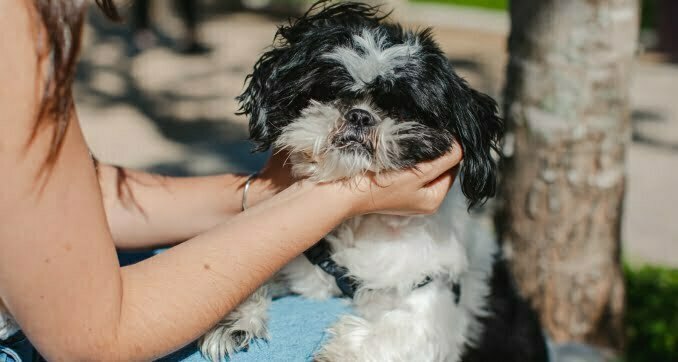 Truques especiais para cães são ensinados em workshop gratuito de adestramento no Porto Belo Outlet Premium