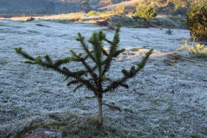 Faltando 10 dias para o inverno, SC registra o dia mais frio do ano