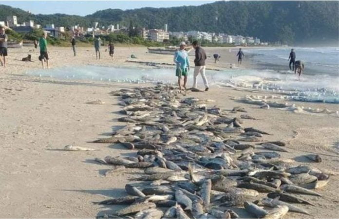 Florianópolis ultrapassa 100 mil tainhas capturadas; veja locais
