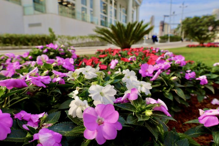 BC tem ruas e avenidas floridas mesmo no inverno