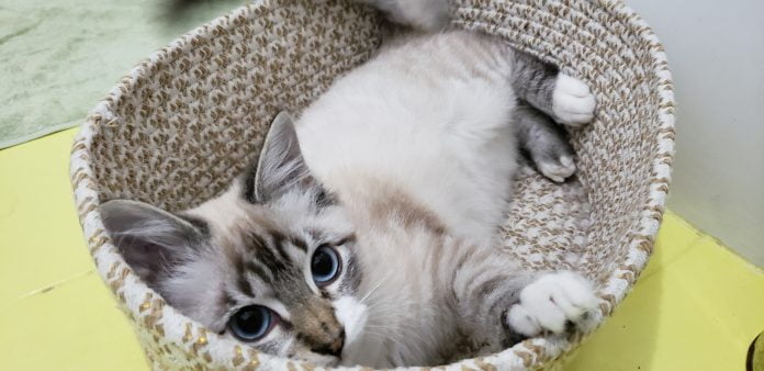 Feiras de doação de animais da UAPA serão realizadas neste sábado (13)