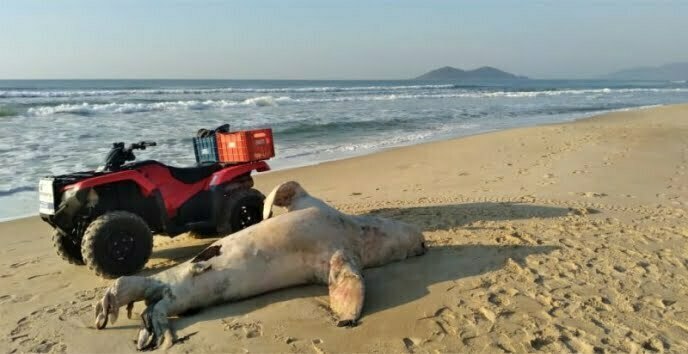 Leão-marinho de 254 kg é achado morto na praia do Campeche nesta terça-feira