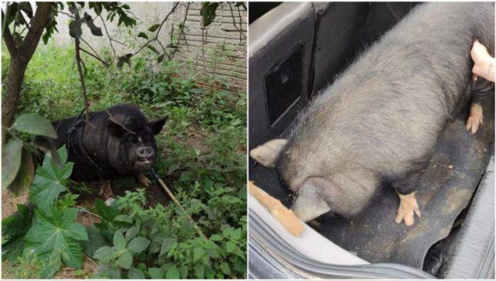 Porco de estimação é furtado e encontrado amarrado a árvore em Itapema