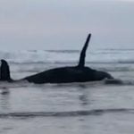VIDEO Baleia jubarte encalha viva em praia de SC