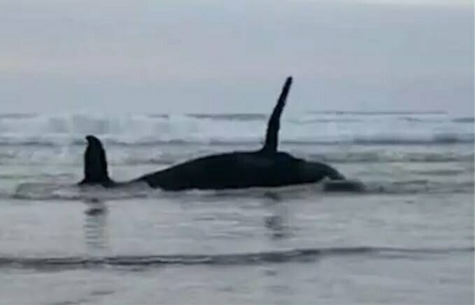VÍDEO_ Baleia-jubarte encalha viva em praia de SC