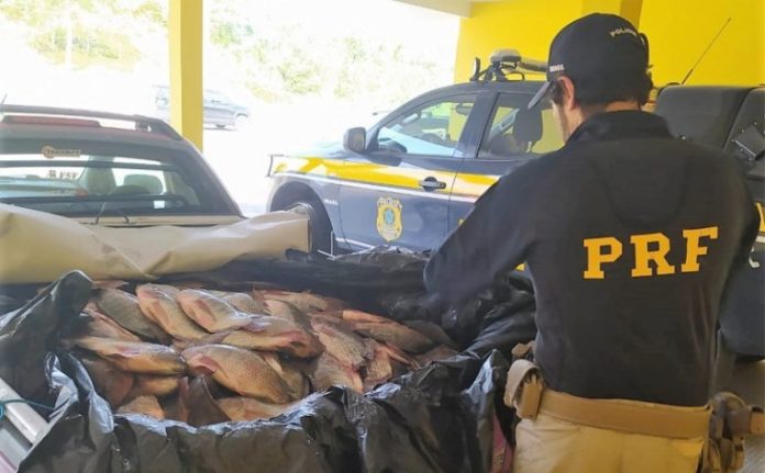 PRF apreende 600 quilos de peixe na BR-101, em Barra Velha