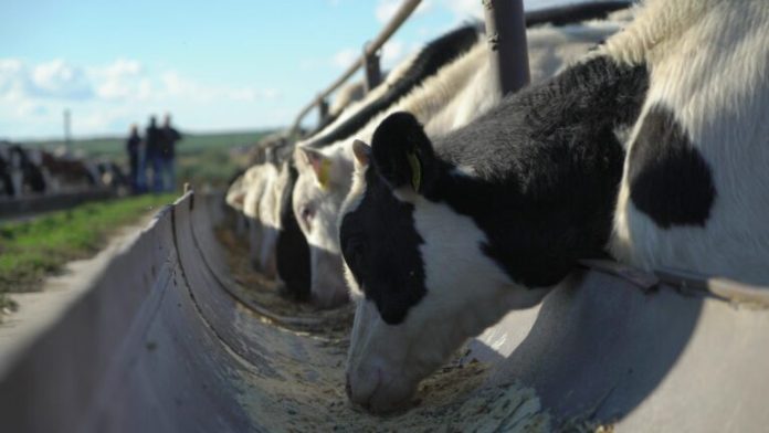Câmara aprova Programa de Incentivo a Inseminação de Bovinos em Itapema