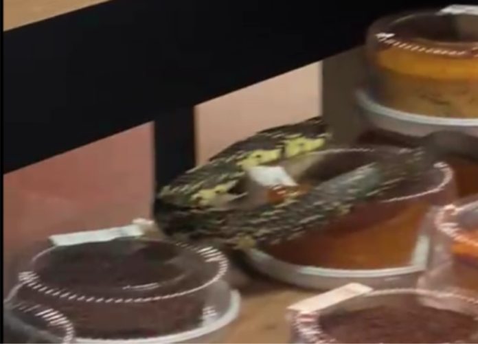 Cobra é flagrada rastejando entre alimentos em supermercado em SC