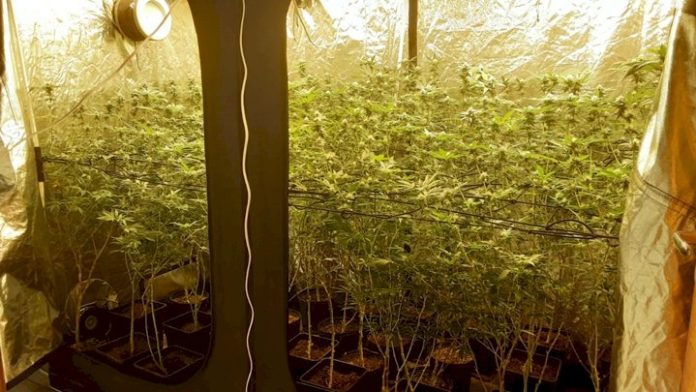 Estufa de maconha é encontrada dentro de residência na praia do Sonho