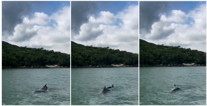 Turistas flagram golfinhos na Praia do Estaleiro, em Porto Belo