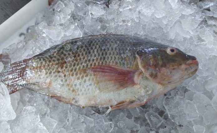 Cidasc oferece orientações para compra de pescados na semana santa
