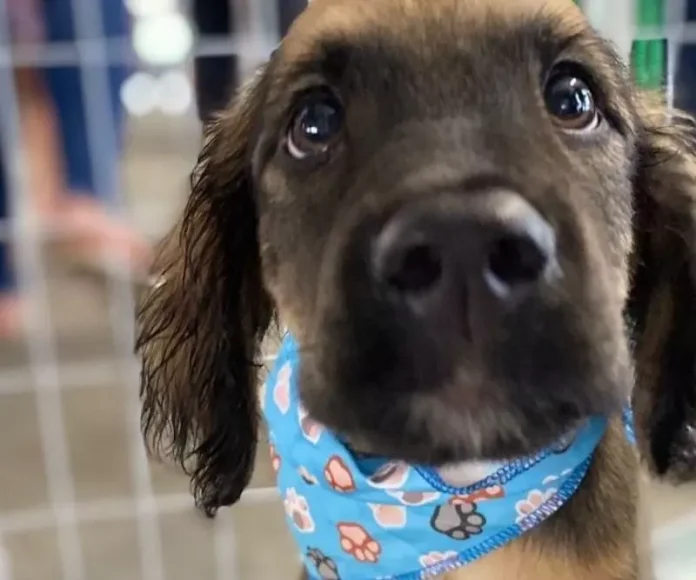 Feira de adoção de pets agita Balneário Camboriú neste sábado