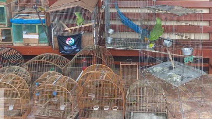 Polícia Militar resgata mais de 20 aves nativas em Correia Pinto