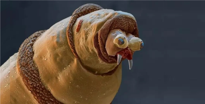 Fotografia microscópica de larva de inseto surpreende na internet