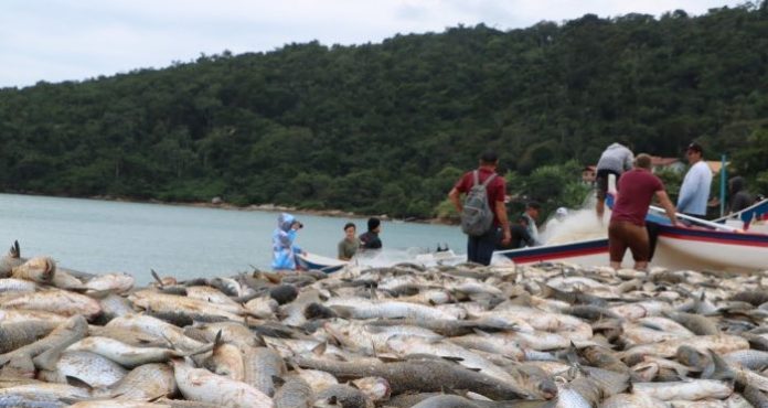 Temporada da tainha e delícias do mar em Balneário Camboriú