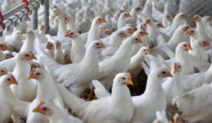 Exportação de carne de frango em SC registra melhor resultado em cinco anos