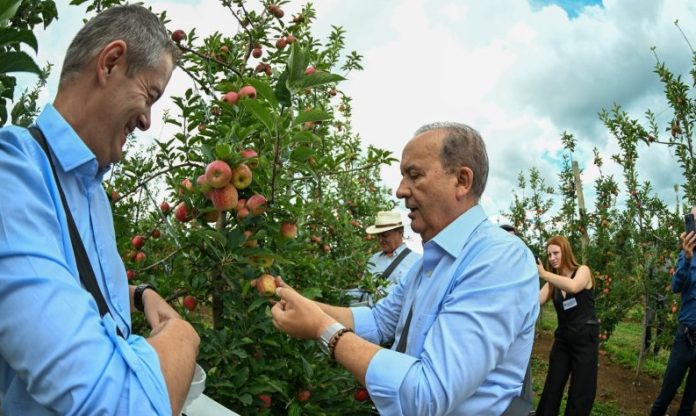 Fraiburgo Celebra Início da Colheita da Maçã
