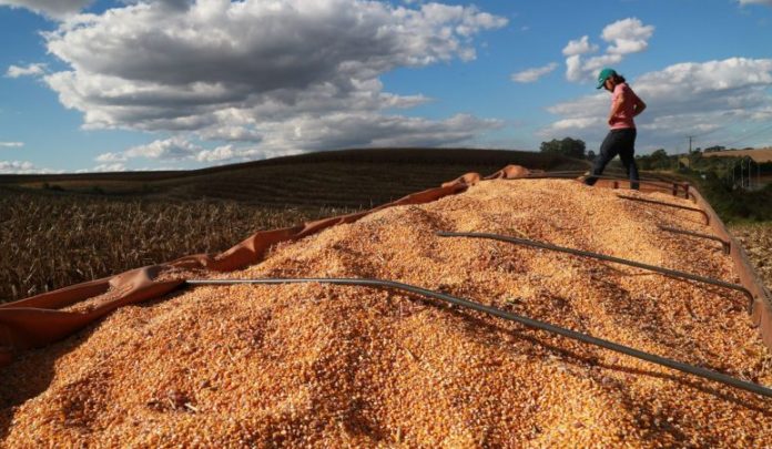 Epagri divulga desempenho do agronegócio catarinense em 2024