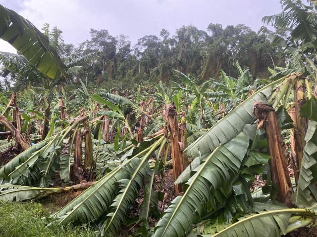 Temporal devasta plantações e cidades no Norte Catarinense