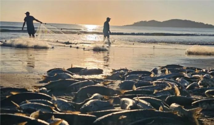 Primeiro lanço de tainha em Bombinhas marca início da safra 2025