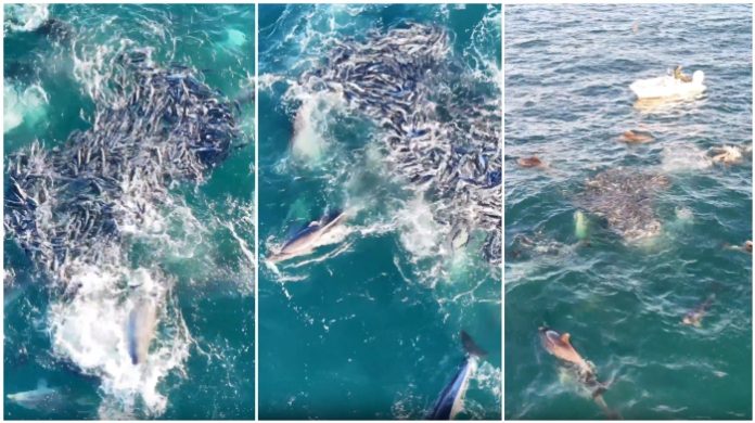 Golfinhos encurralam tainhas em cena incrível na costa catarinense