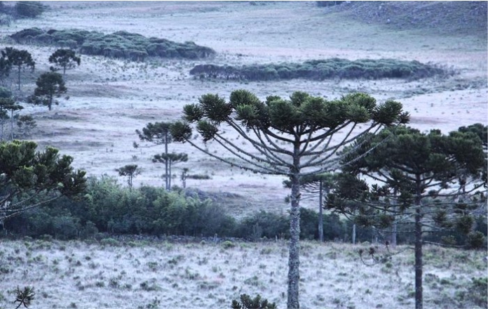 Santa Catarina se prepara para frio intenso e geada na Serra