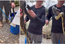 VÍDEO: Cobra de 1,6 metro surpreende família em Jaraguá do Sul