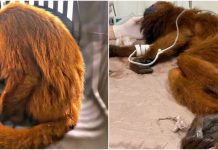 Bugio-ruivo ferido é resgatado em Blumenau e recebe cuidados especializados