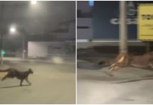 Onça-parda é flagrada correndo em via urbana de Taió durante a madrugada
