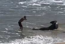 Registro de perturbação a animal marinho na Prainha da Guarda acende alerta para proteção da fauna