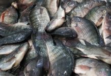 Santa Catarina veta tilápia do Vietnã para proteger produção local contra vírus exótico
