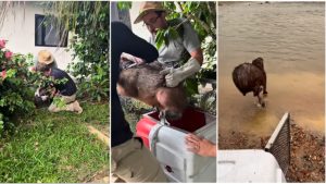 Capivara e resgatada com seguranca