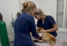 DABA de Itapema garante atendimento e salva cão atropelado na BR-101 após negativa de socorro