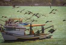 Governo federal prorroga prazo para rastreamento de embarcações de arrasto