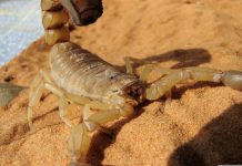 Itapema reforça alerta para prevenção de acidentes com escorpiões