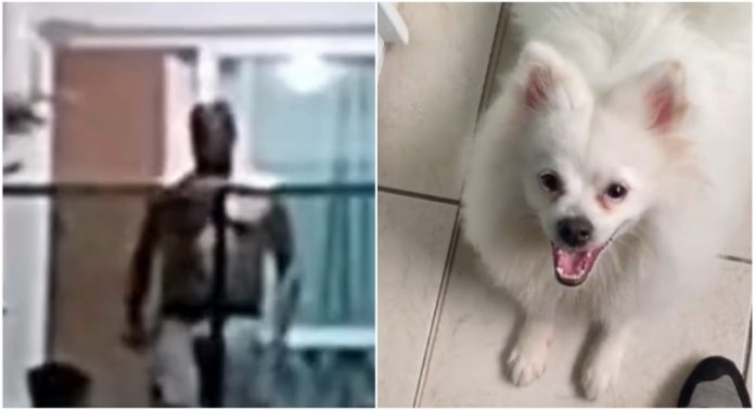 Polícia resgata cachorro após denúncia de agressões em apartamento de Joinville