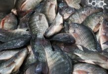 Santa Catarina mantém veto à tilápia do Vietnã e prioriza segurança sanitária
