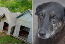 Caso Orelha: Ministério Público aponta falhas e pede aprofundamento das investigações