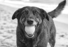 Caso Orelha: um suspeito é inocentado e passa a depor como testemunha