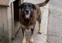 Investigação sobre morte do cão Orelha avança com exumação e novos depoimentos