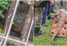 Jacaré é resgatado após ficar preso em bueiro no bairro Trindade