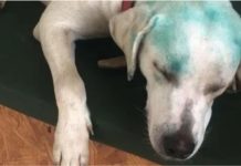 Cachorro pintado durante suposto trote universitário gera revolta e investigação em SC
